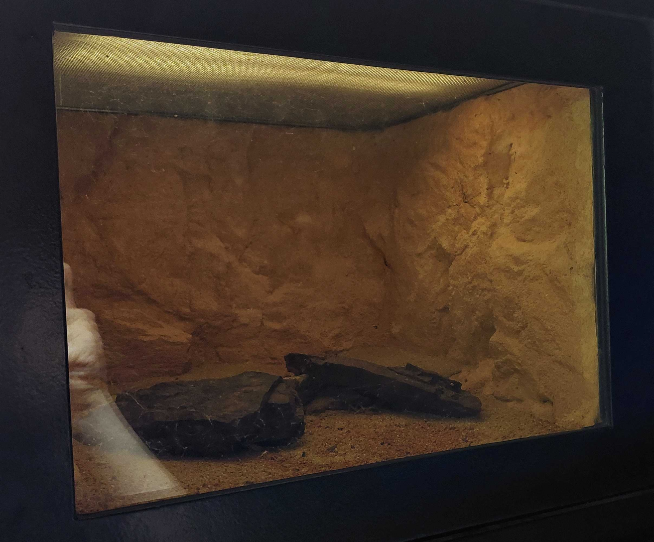 Gobi - Scorpion exhibit