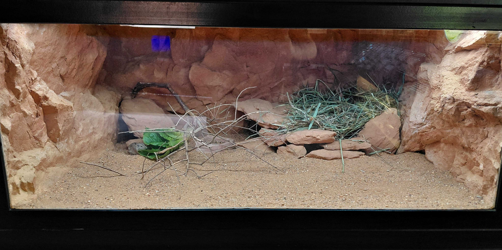 Gobi - Steppe lemming exhibit