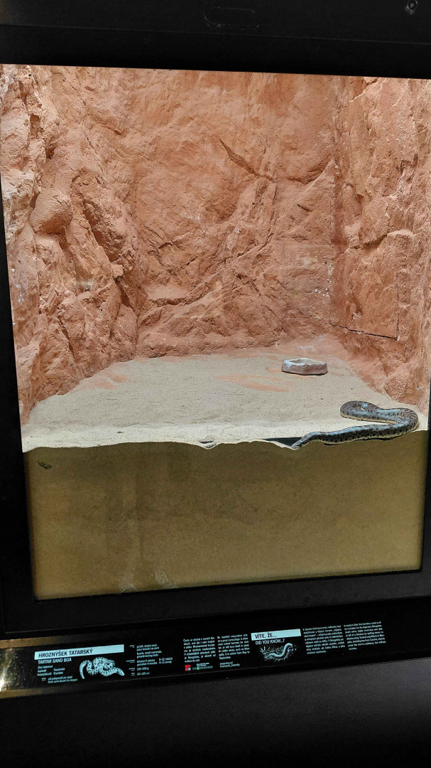 Gobi - Tartar sand boa exhibit