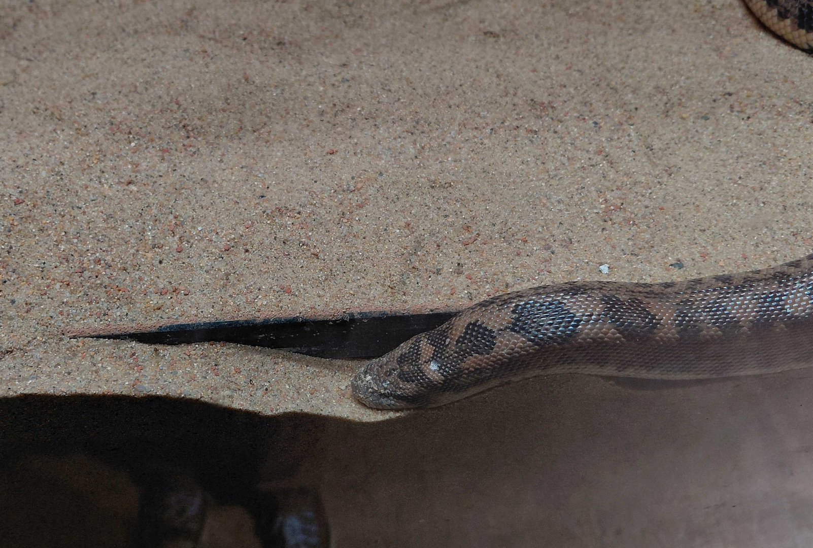 Gobi - Tartar sand boa exhibit