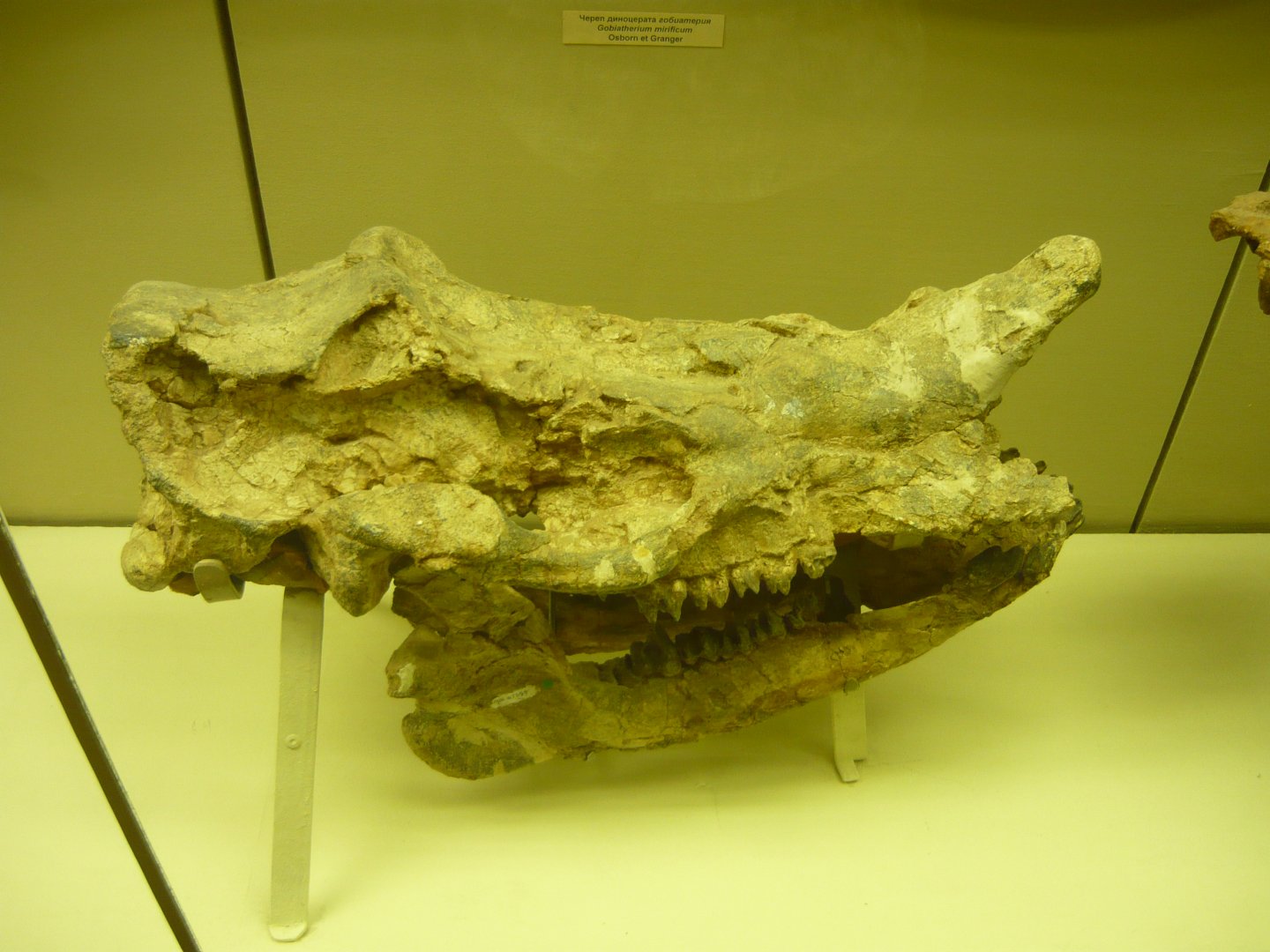 Gobiatherium mirificum skull