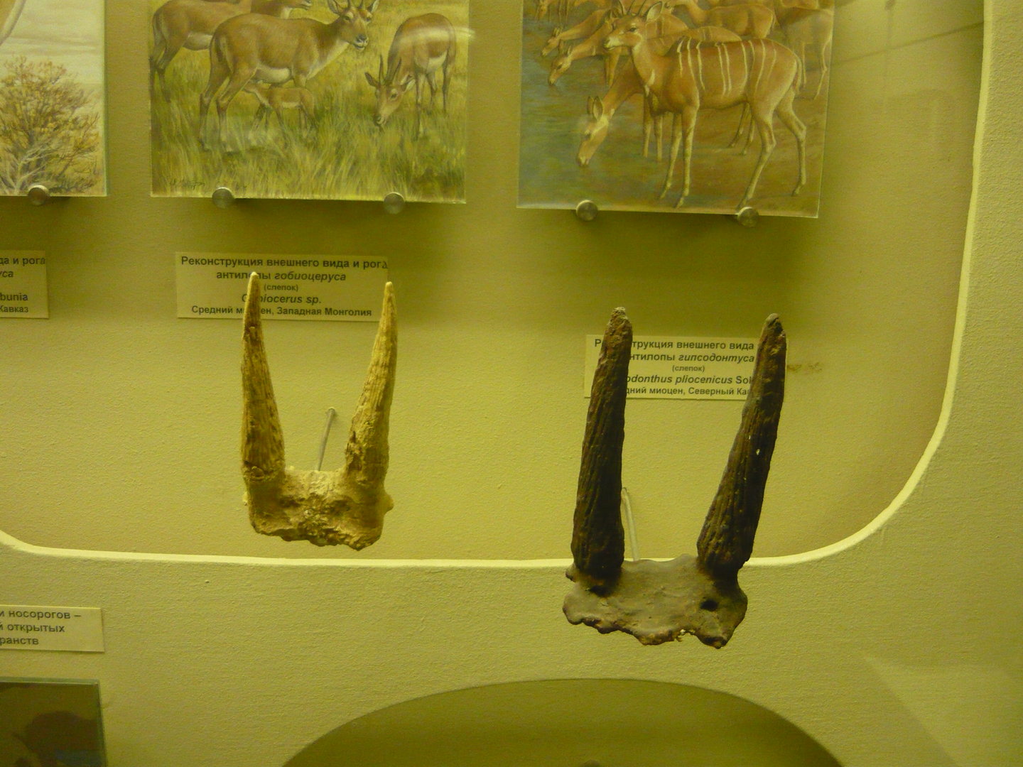 Gobicerus sp. and Hypsodonthus pliocenicus horns