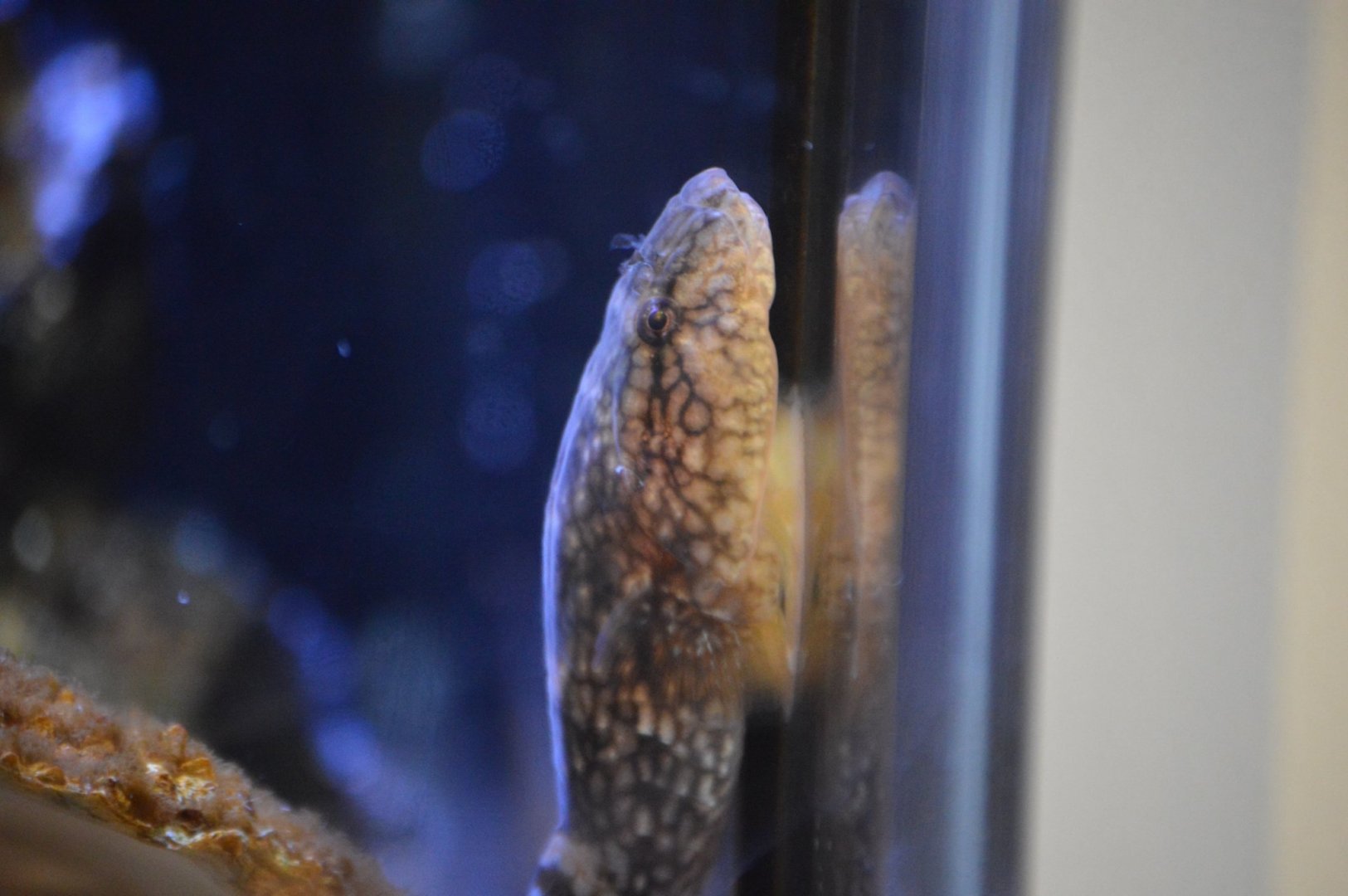 Gobiesox maeandricus