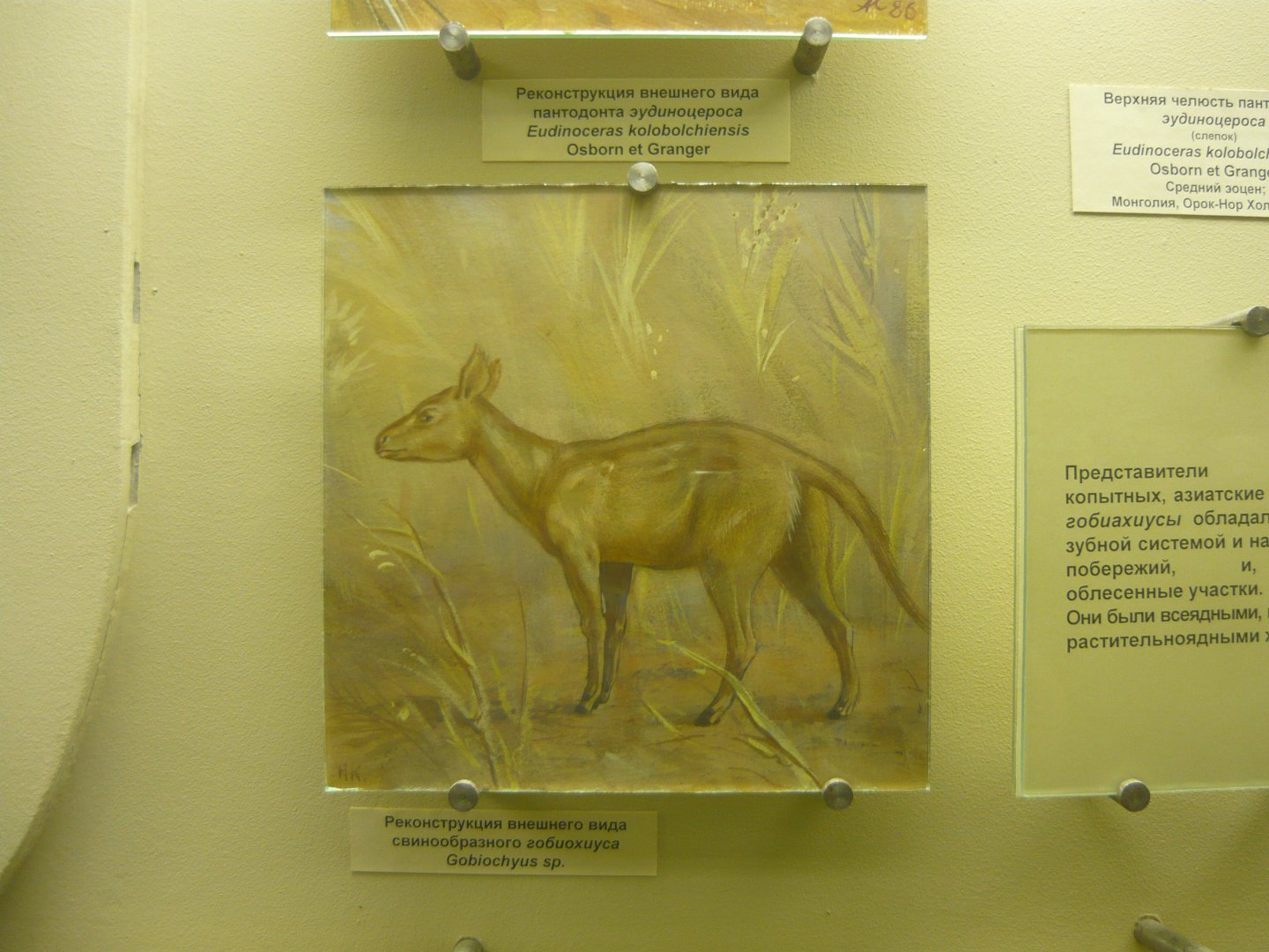 Gobiohyus sp. reconstruction