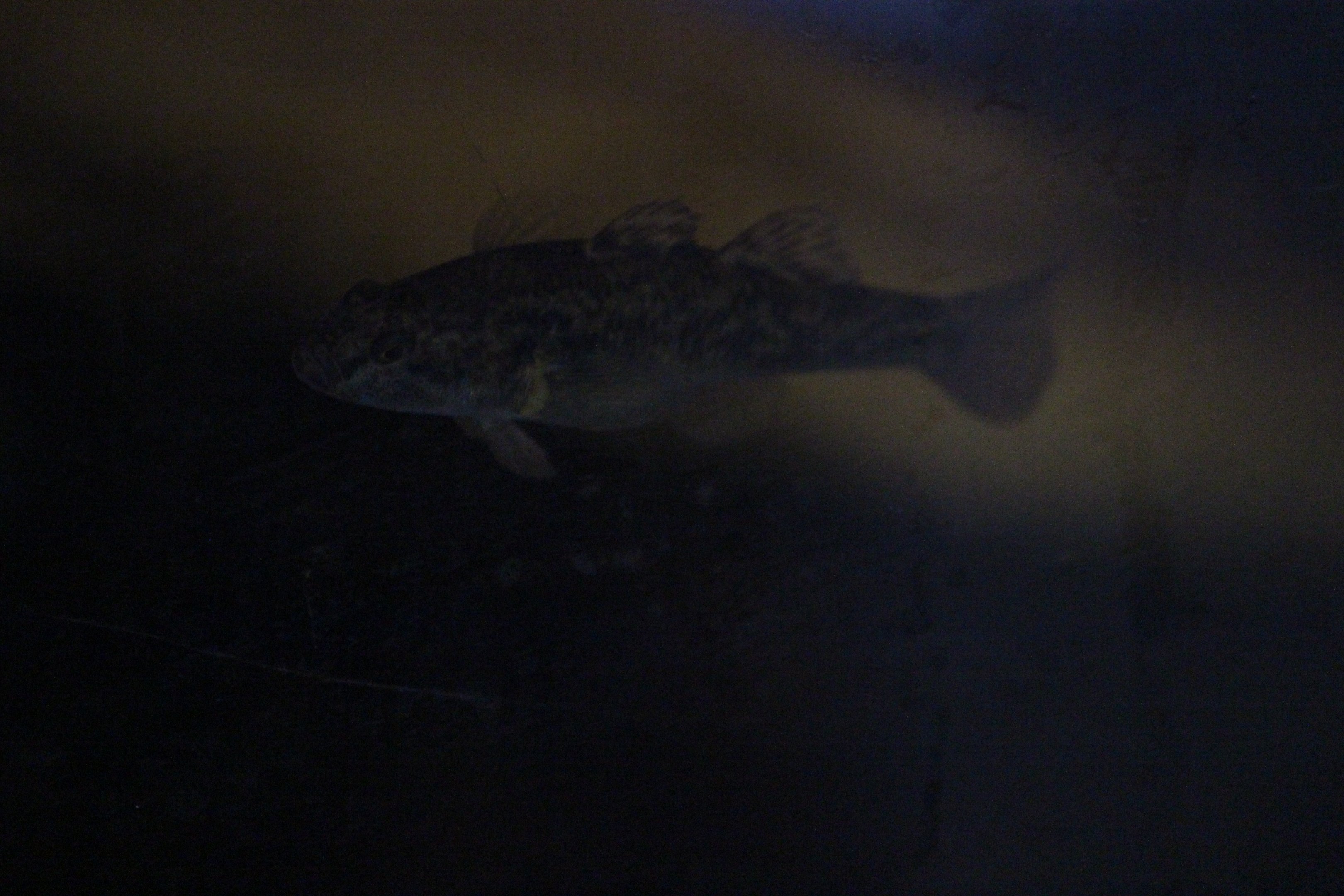 Gobiomorphus cotidianus (in temporary holding tank)