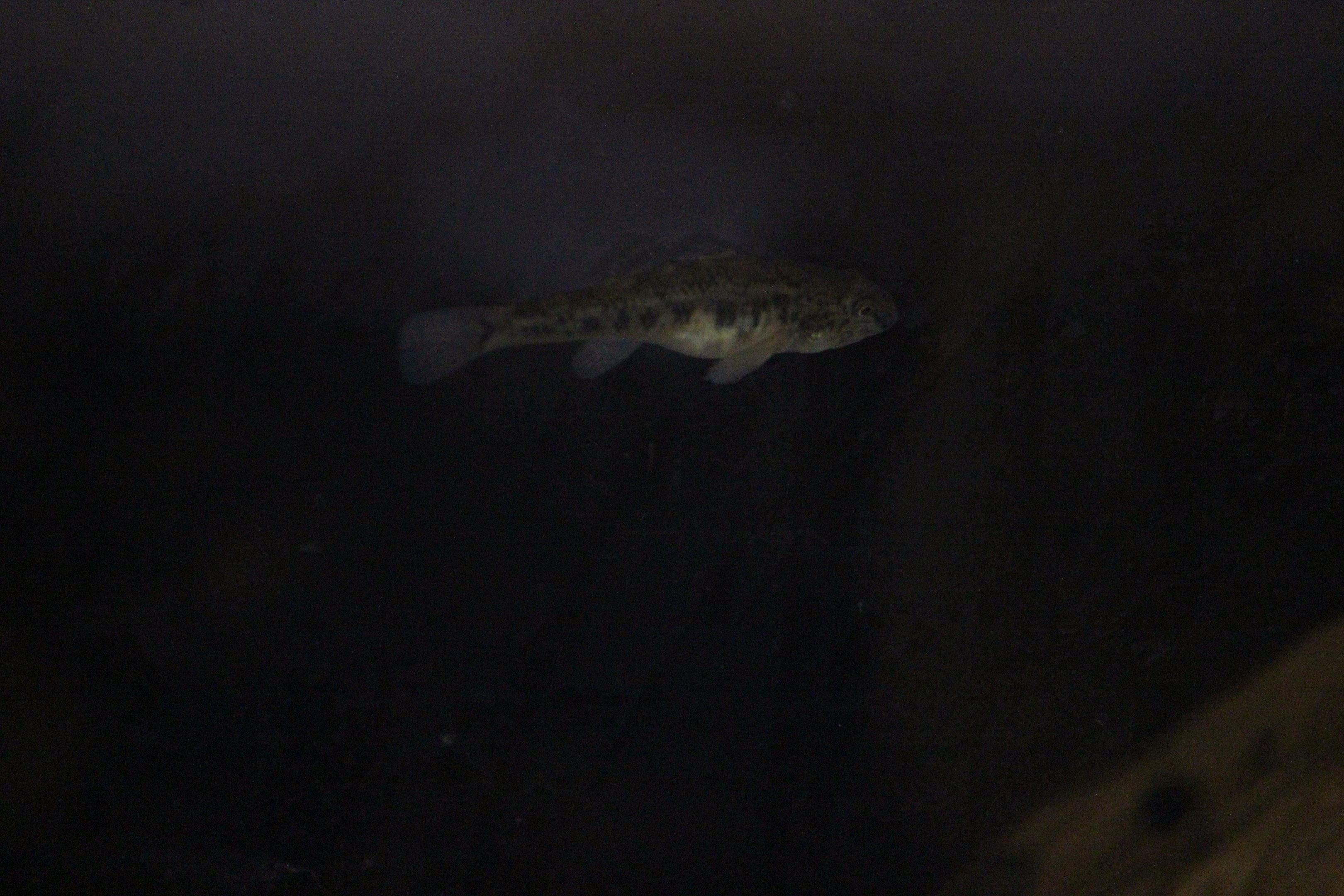 Gobiomorphus cotidianus (in temporary holding tank)