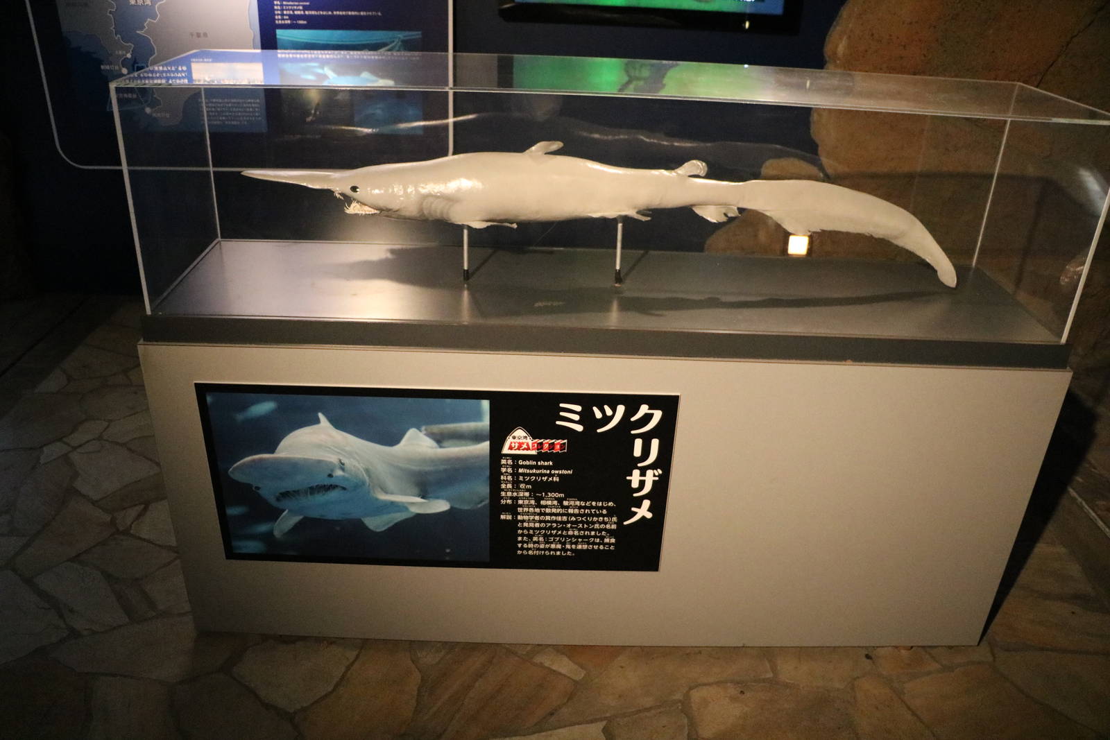 Goblin shark display (specimen), February 2016