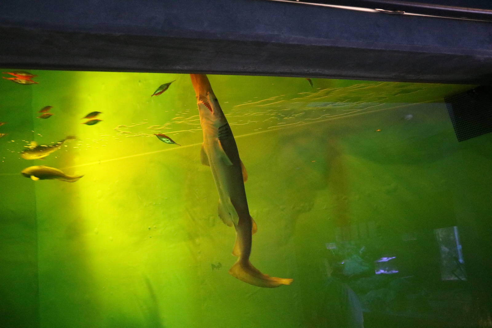 Goblin shark, February 2016