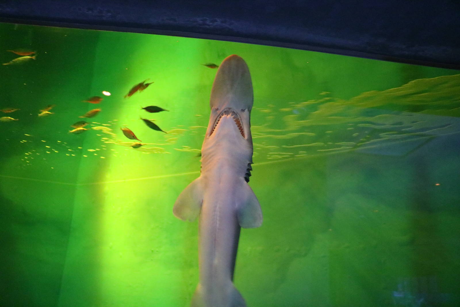 Goblin shark, February 2016