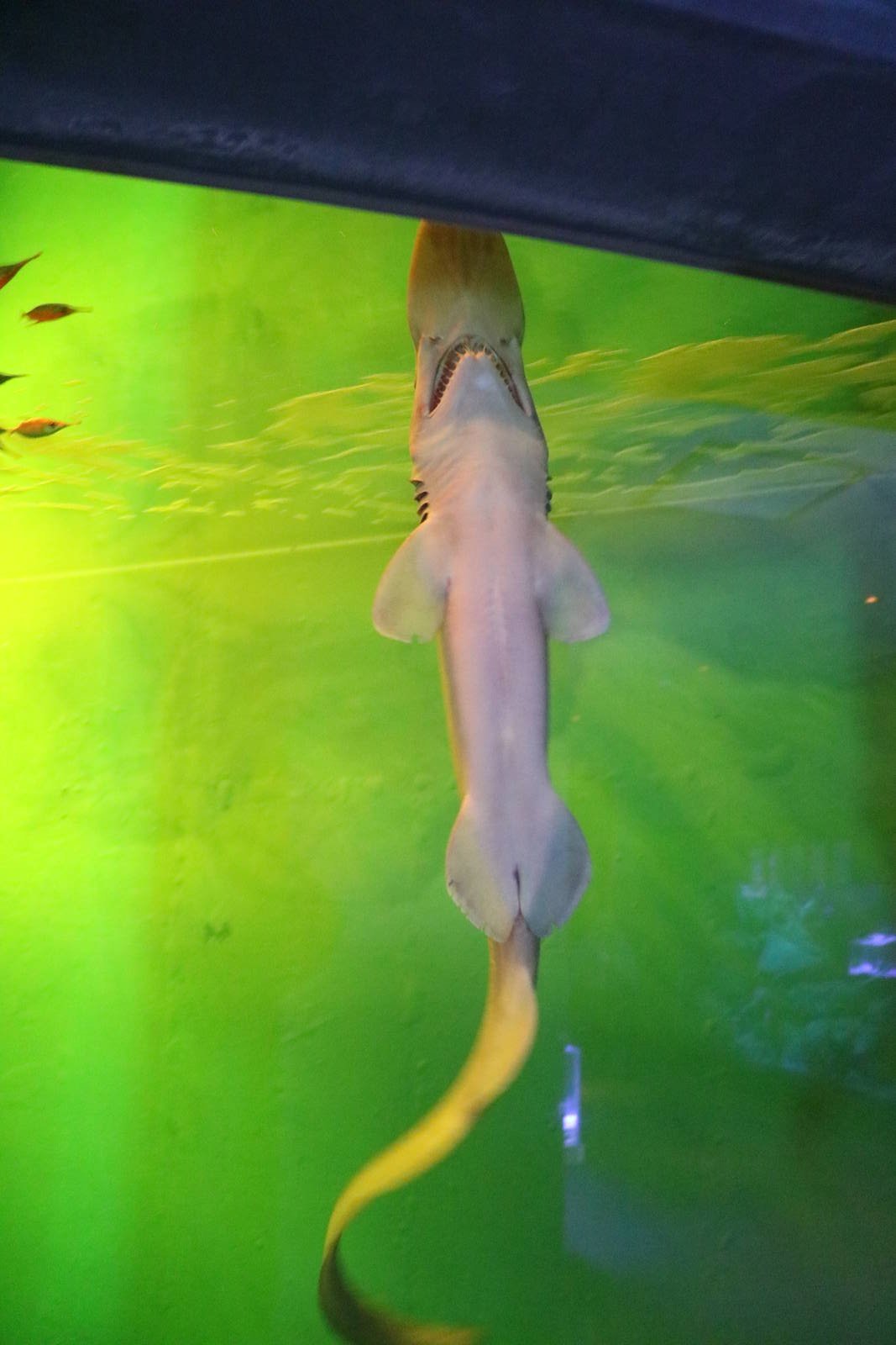 Goblin shark, February 2016