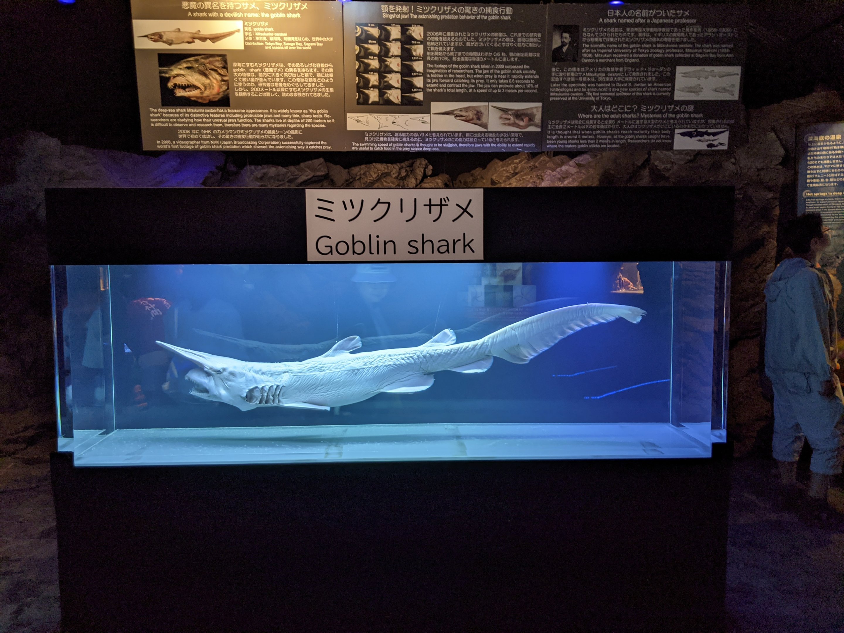 Goblin Shark (Mitsukurina owstoni) specimen