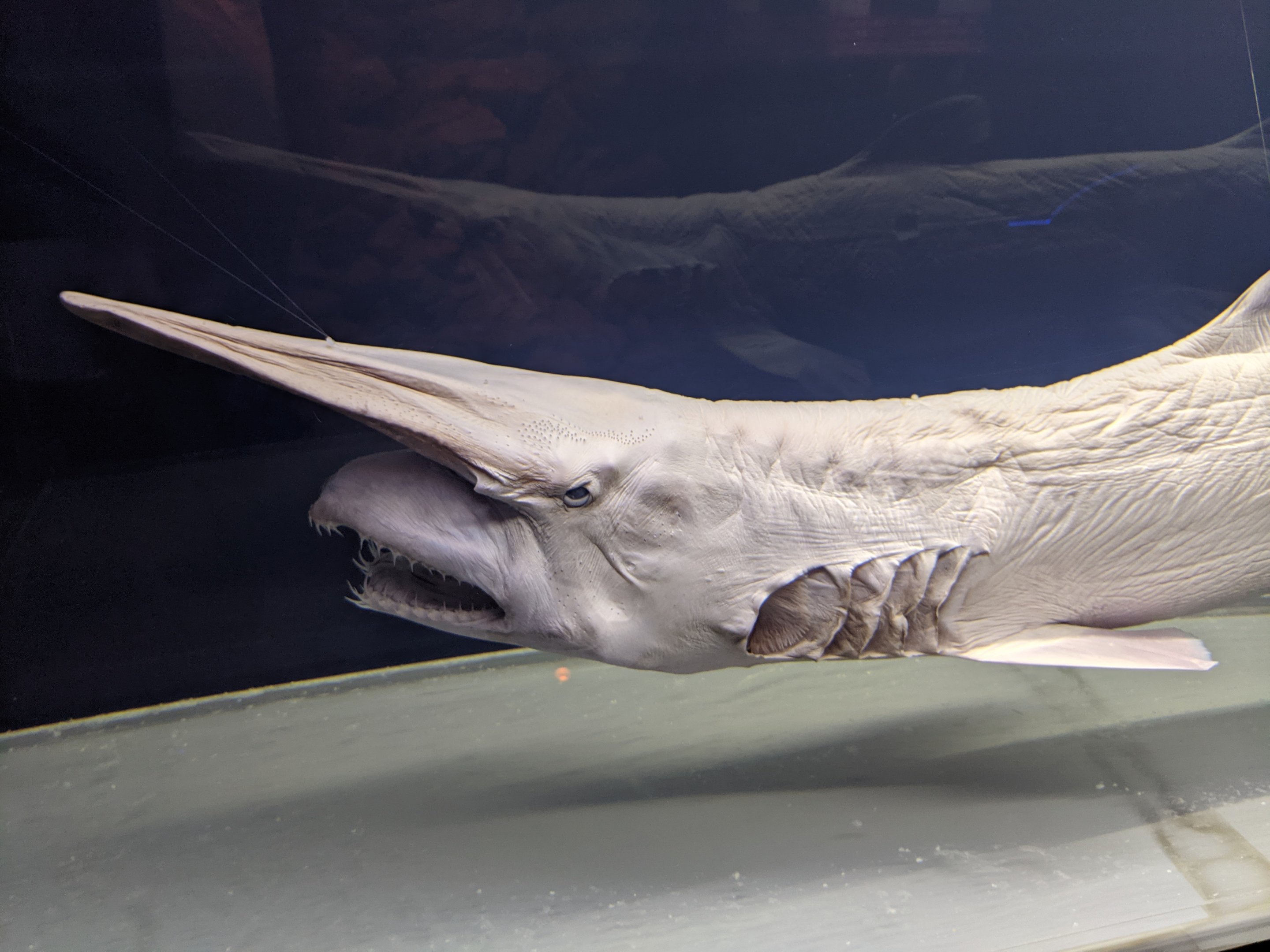 Goblin Shark (Mitsukurina owstoni) specimen