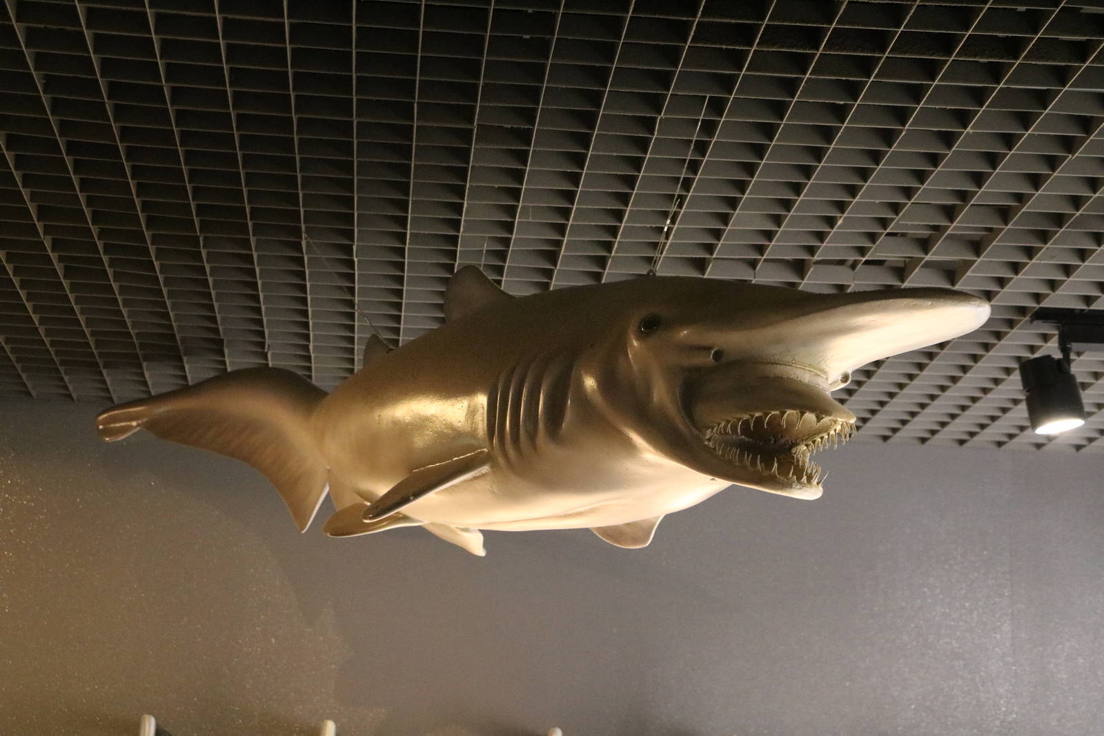 Goblin shark model - Tokyo Sea Life Park, February 2016