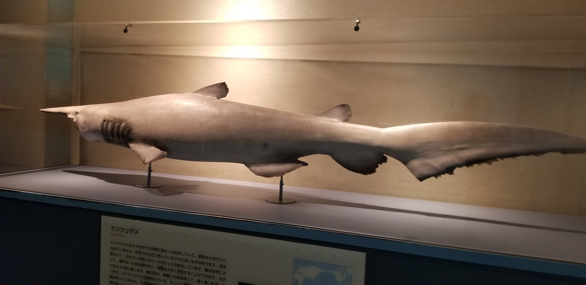 Goblin Shark Model