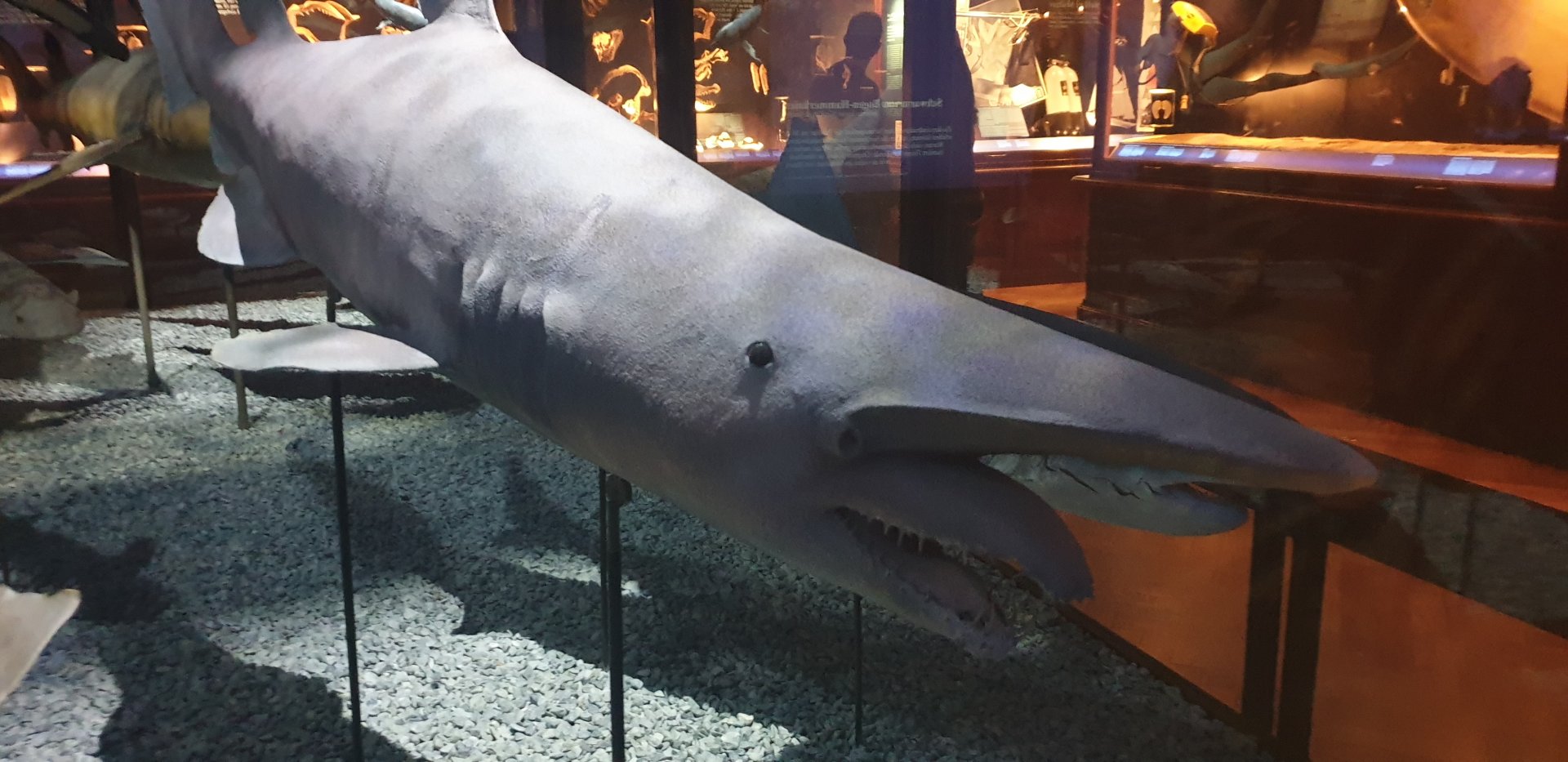 Goblin Shark, Natural History Museum Vienna