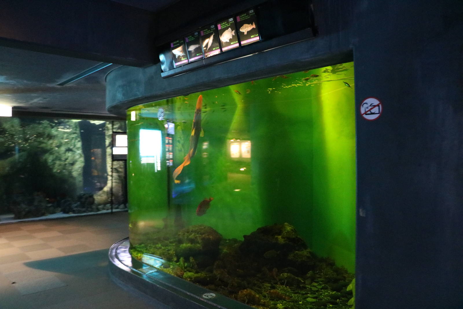 Goblin shark tank! February 2016