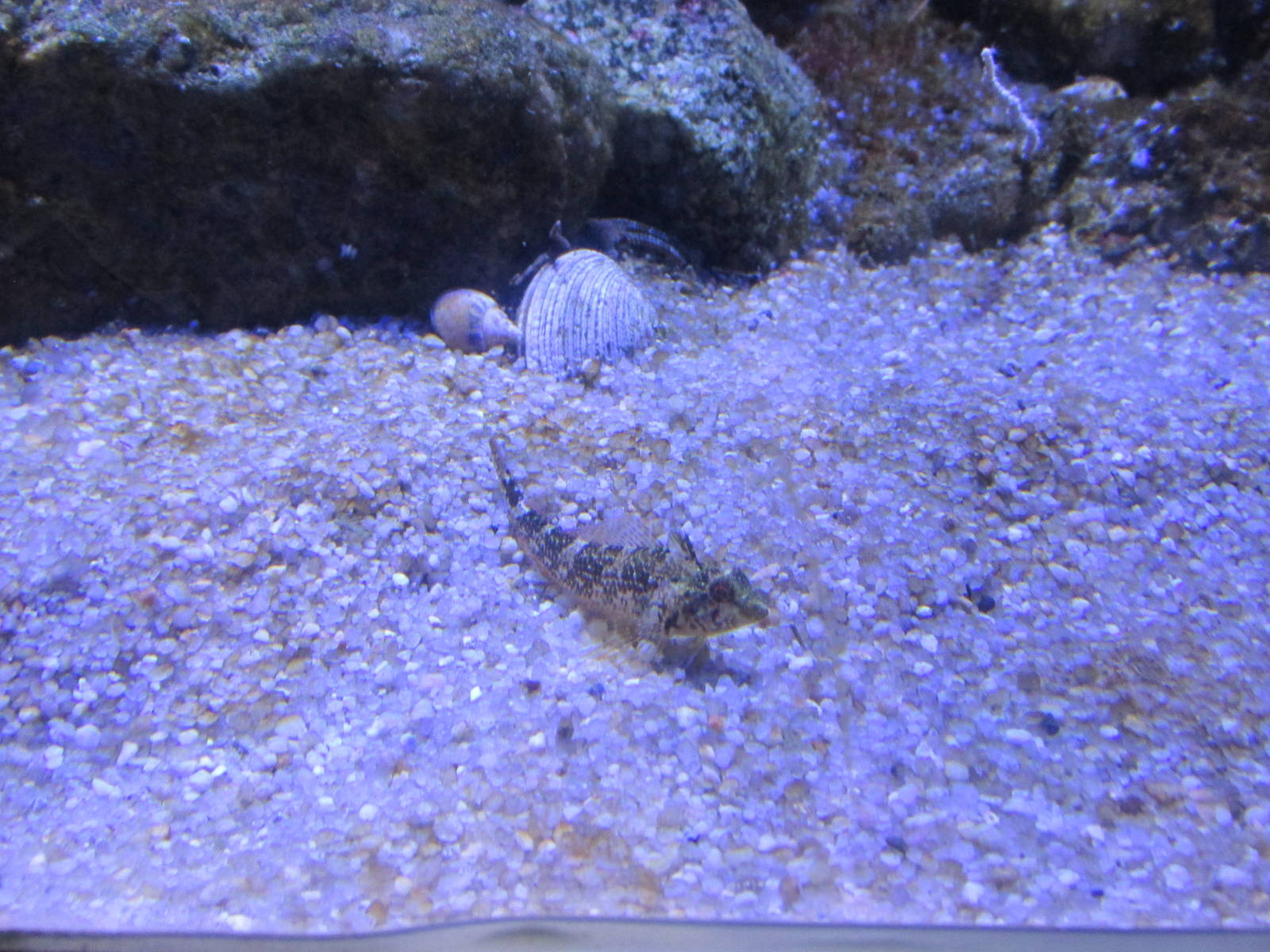 goby barcelona aquarium