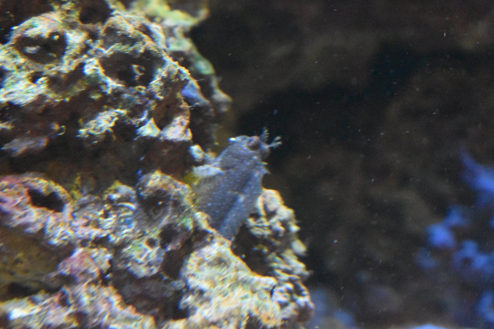 Goby/blenny ID - Henry Doorly Zoo