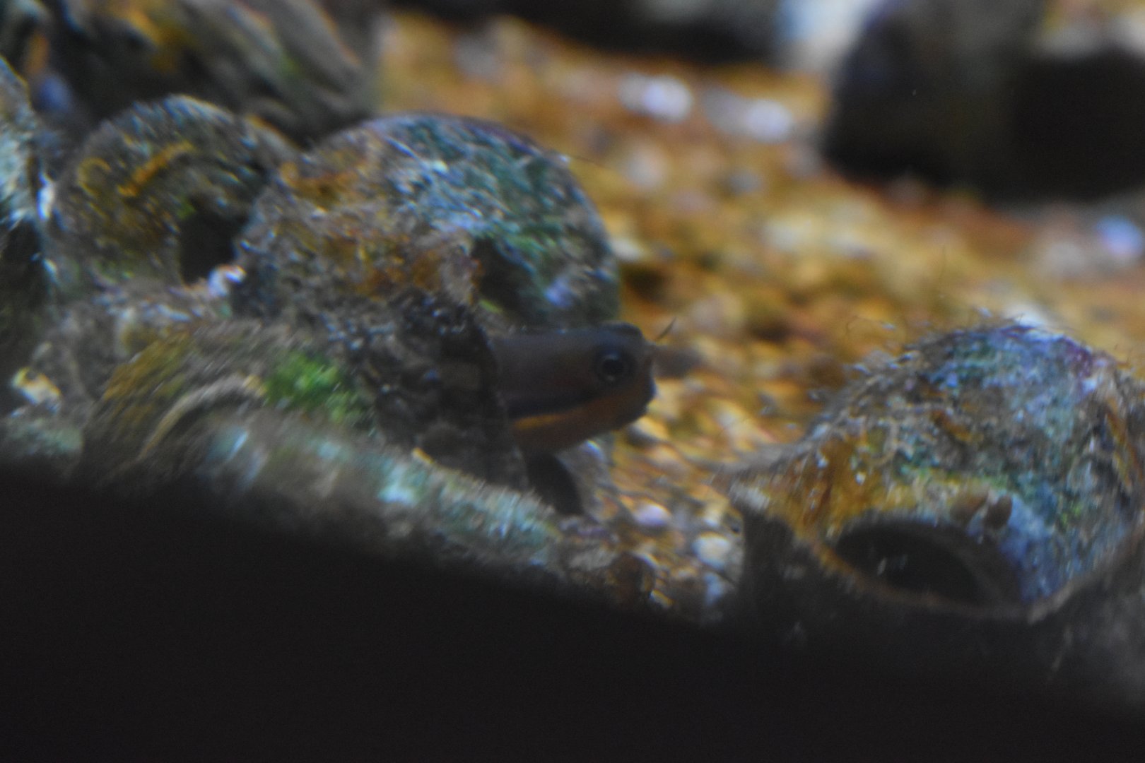 Goby/blenny ID - Henry Doorly Zoo