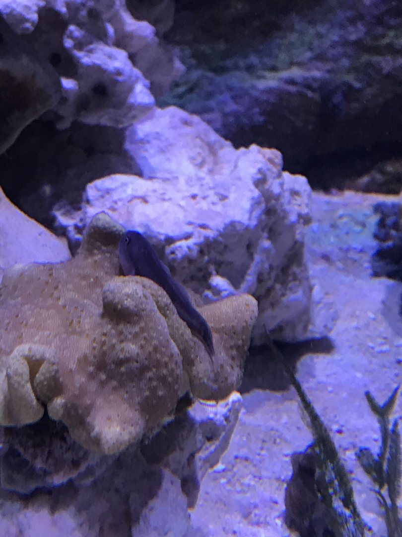 Goby/blenny ID?