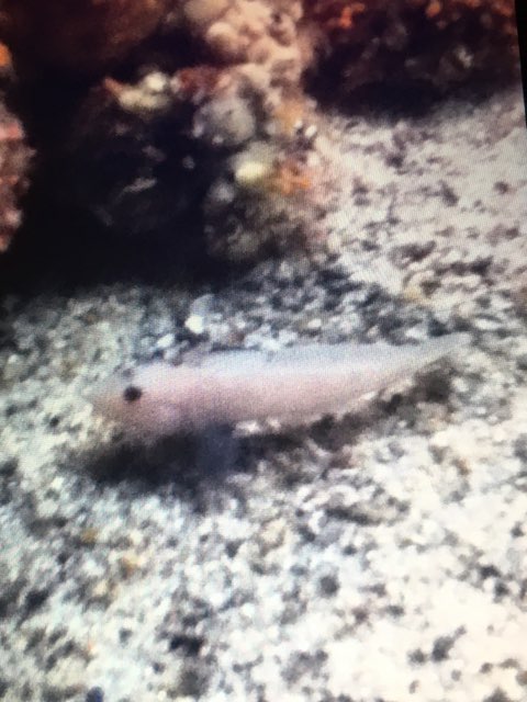 Goby/Blenny Species?