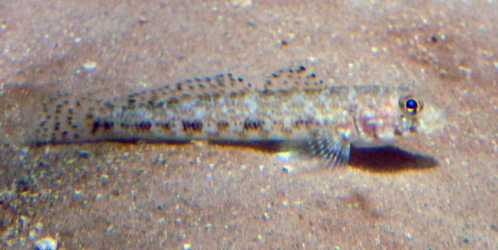 Goby for ID please!