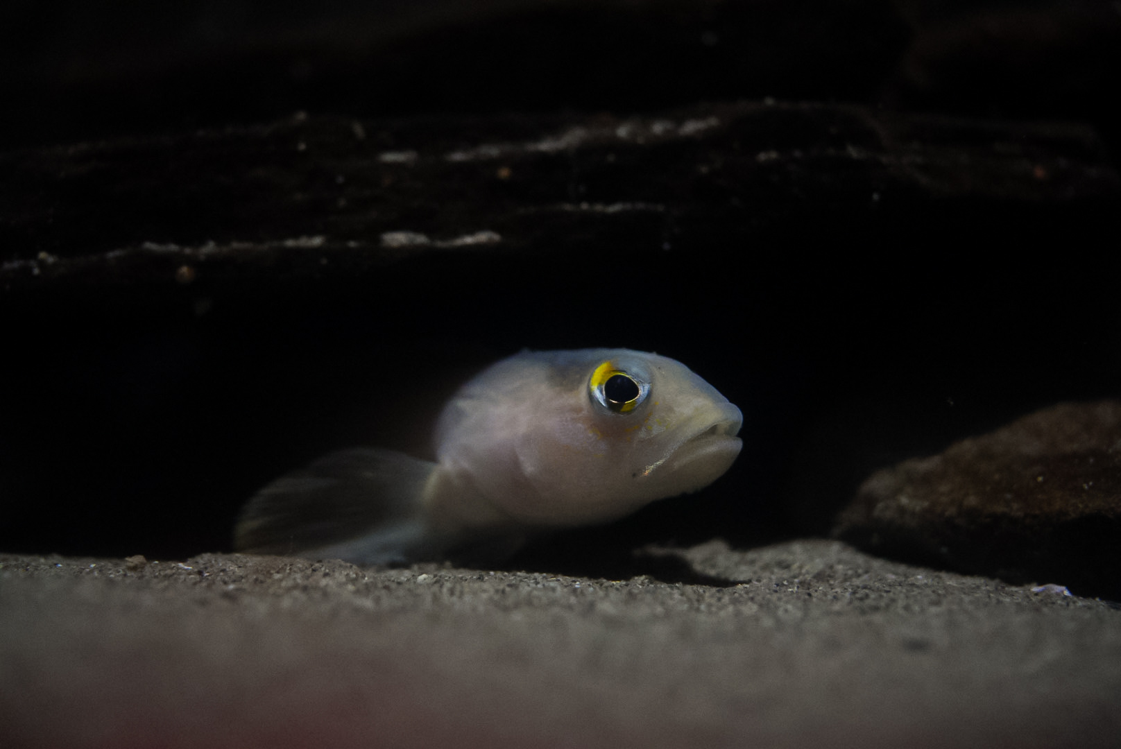 Goby ID (Vancouver Aquarium