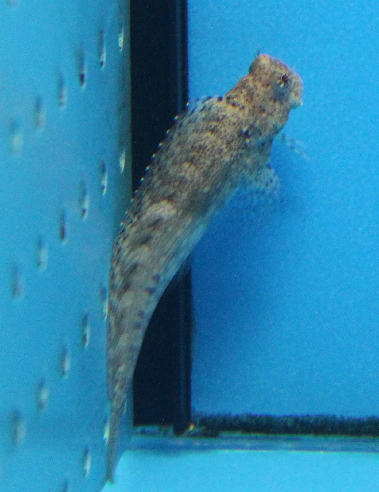 Goby ID