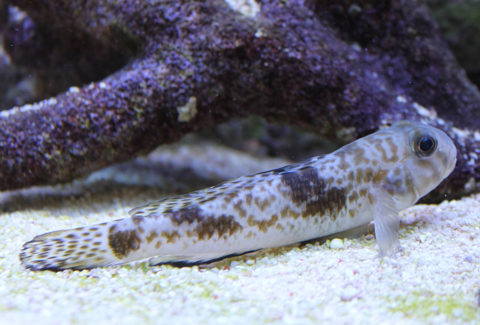 Goby ID
