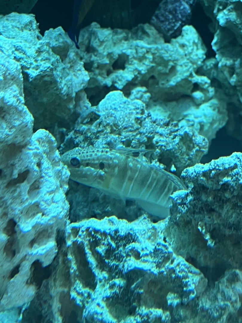 Goby ID