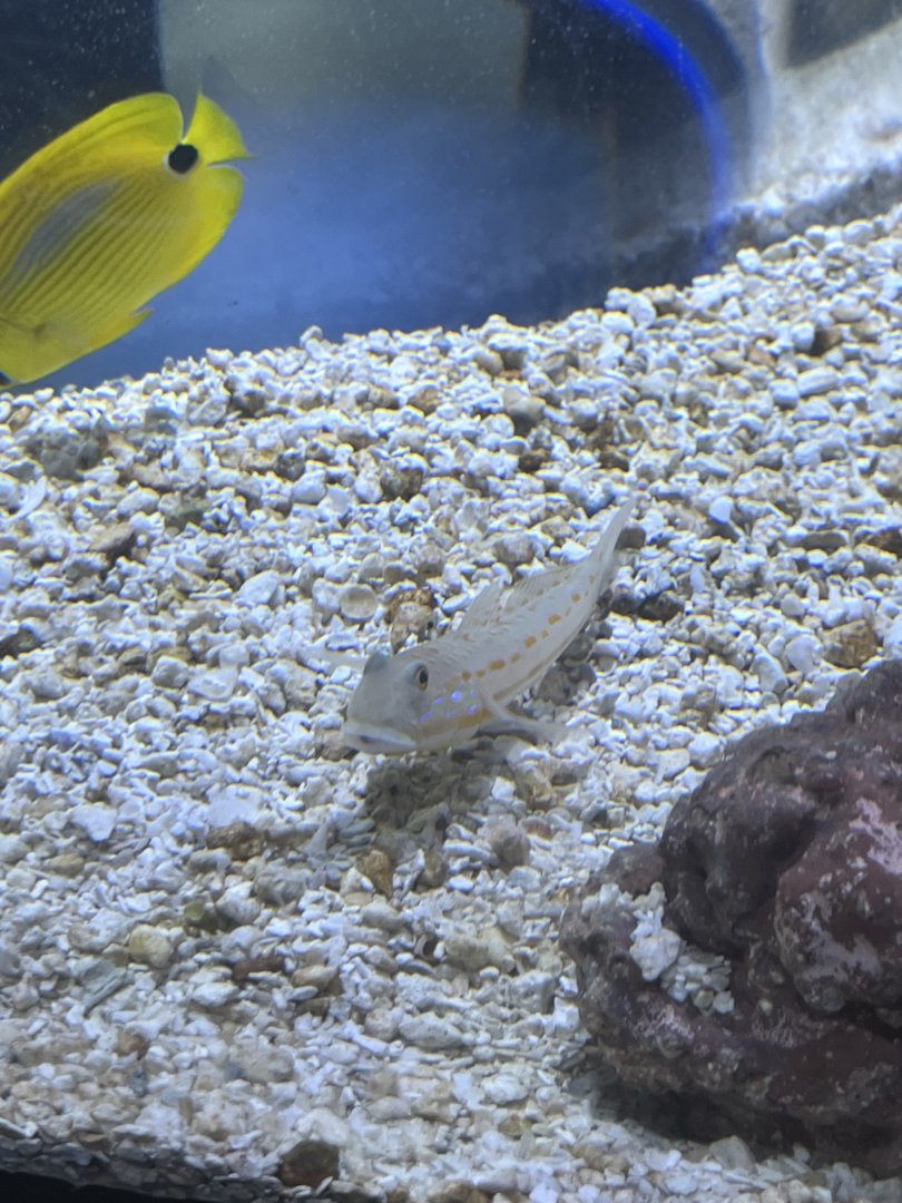 Goby ID