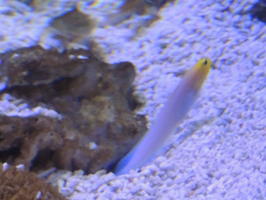goby species
