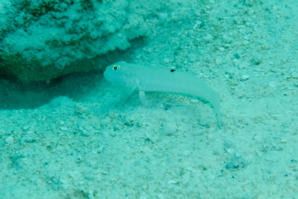 Goby