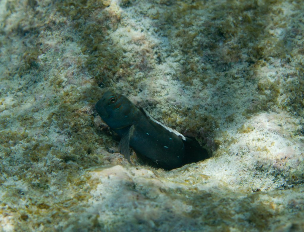 Goby