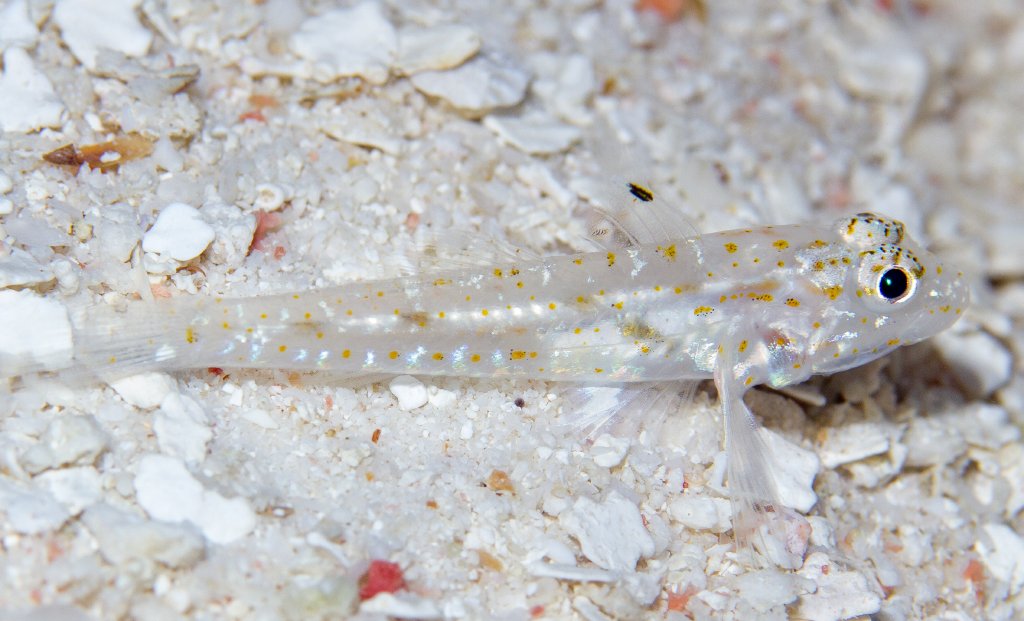 Goby