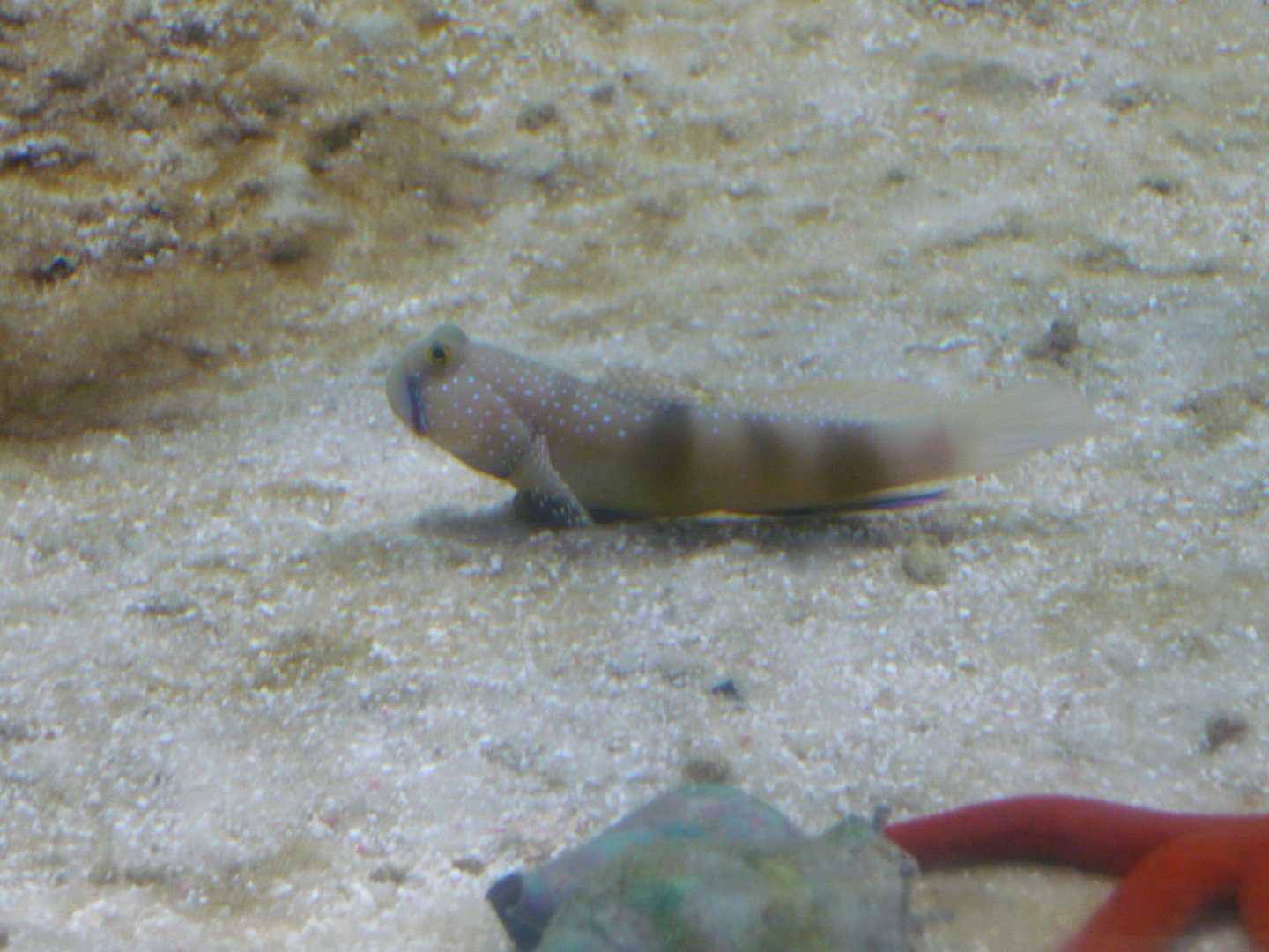 Goby