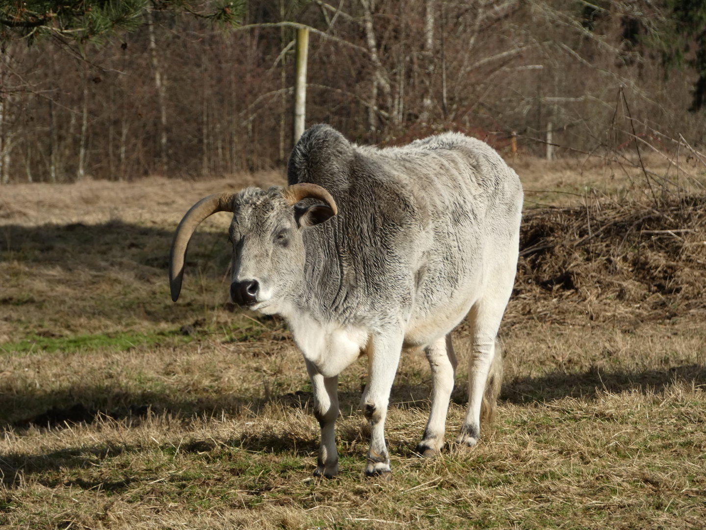 God of Thunder (Miniature zebu)