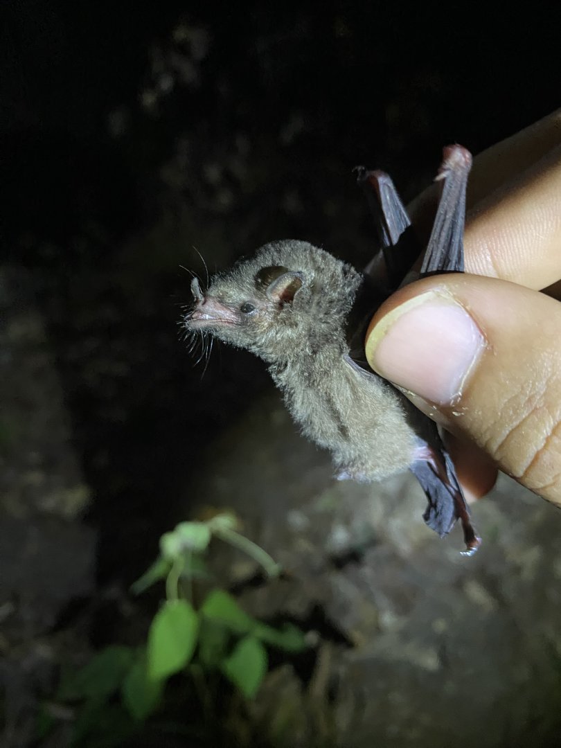 Godman’s Long-tailed Bat (Choeroniscus godmani)