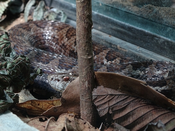 Godman's Montane Pitviper (C. sasai)