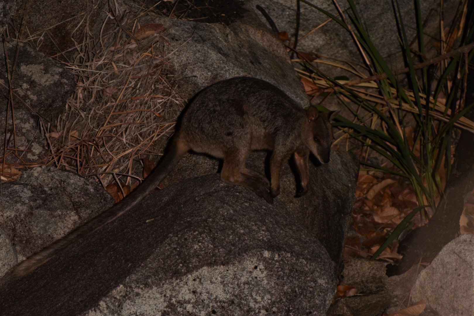 Godman's Rock-wallaby (Petrogale godmani)