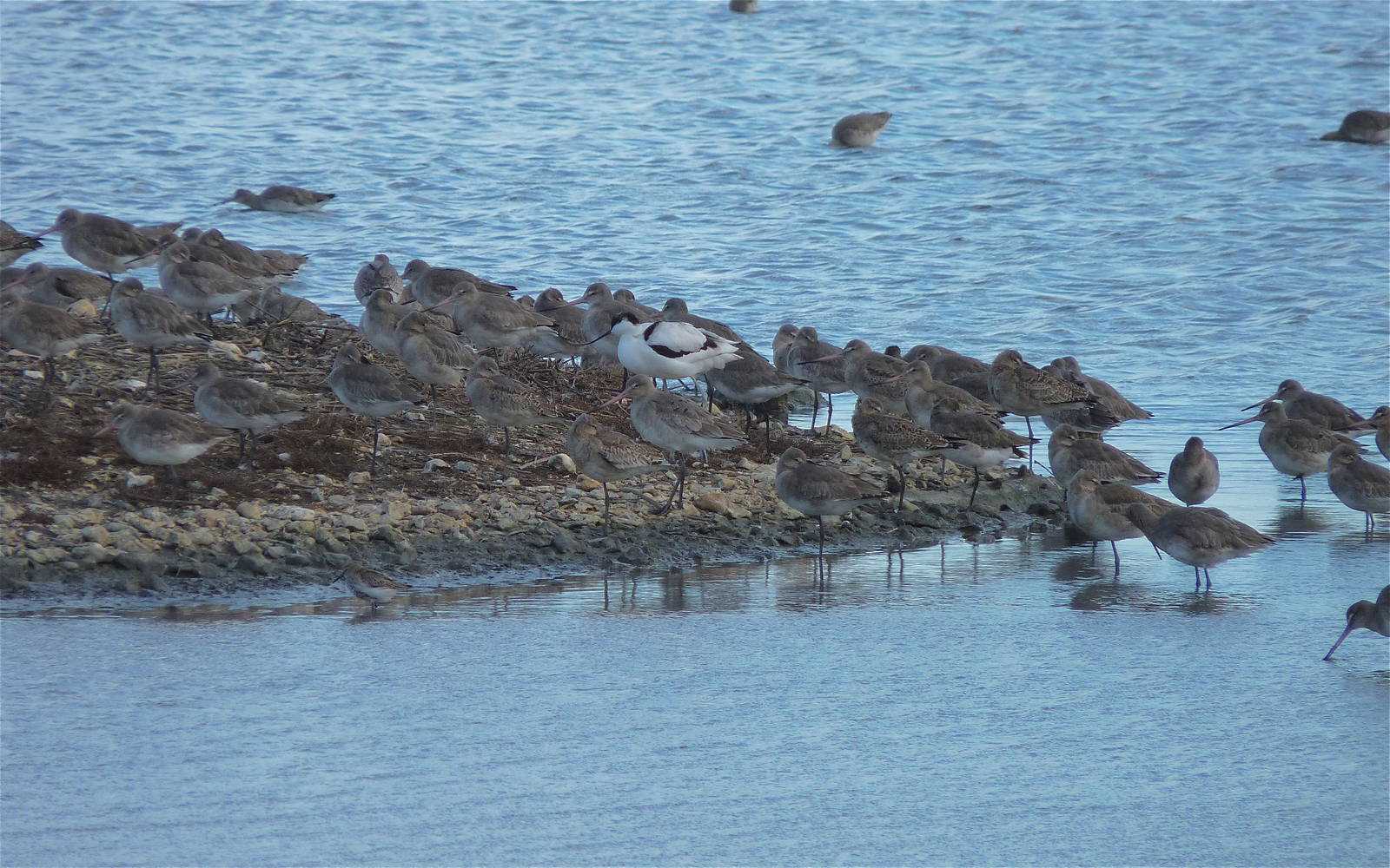 Godwits and an Avocet in Brownsea Island Lagoon