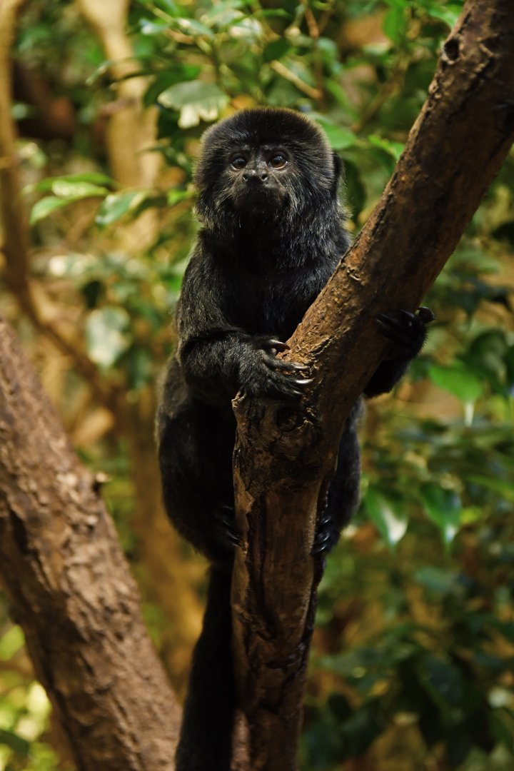 Goeldi monkey - Callimico goeldi