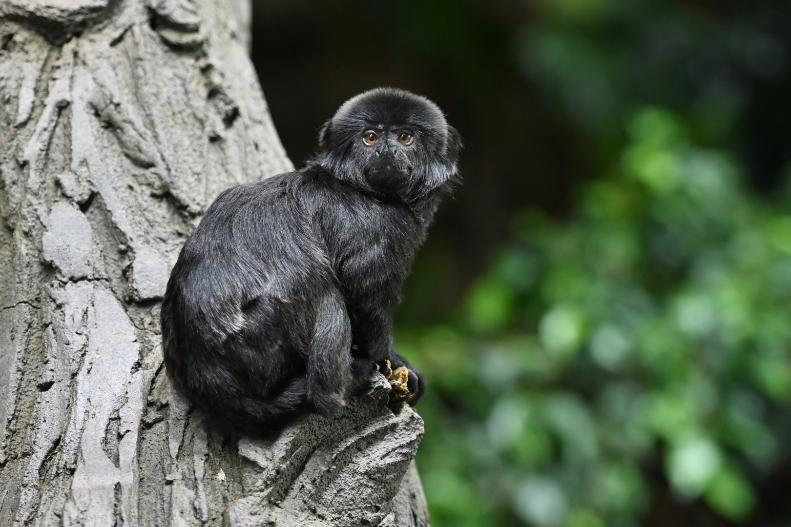 Goeldi monkey Callimico goeldi