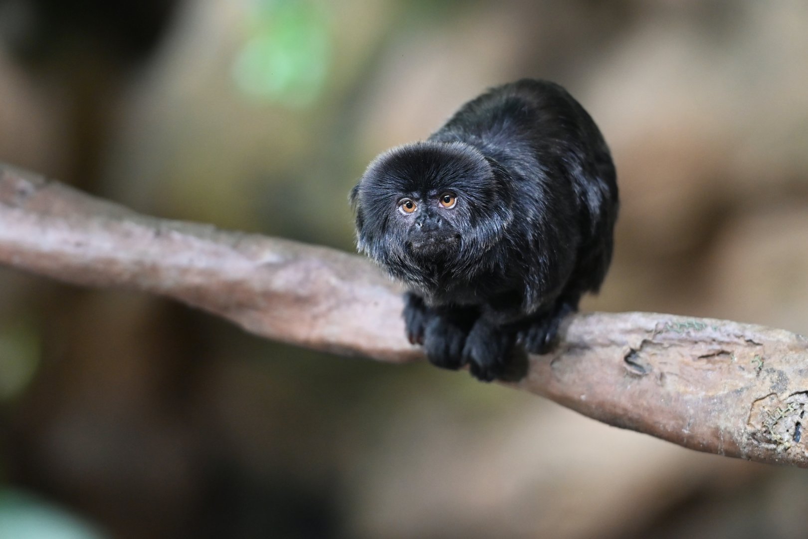 Goeldi monkey Callimico goeldi