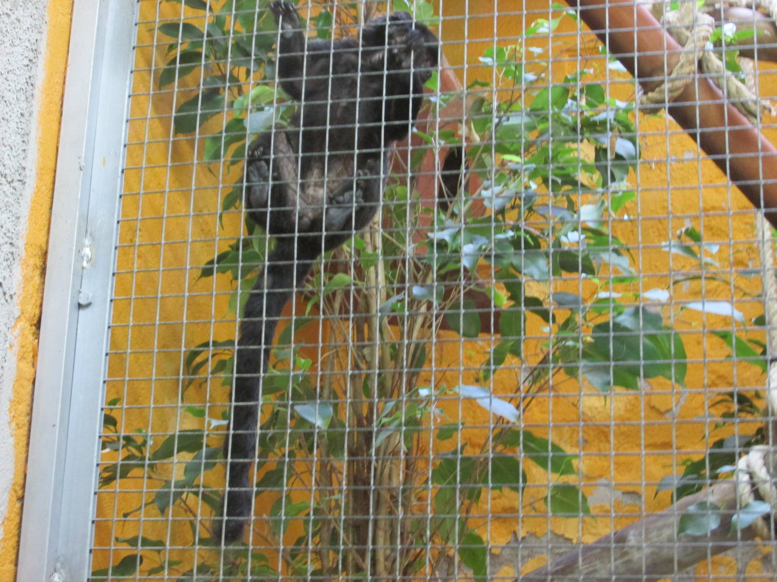 goeldi?s monkey barcelona zoo