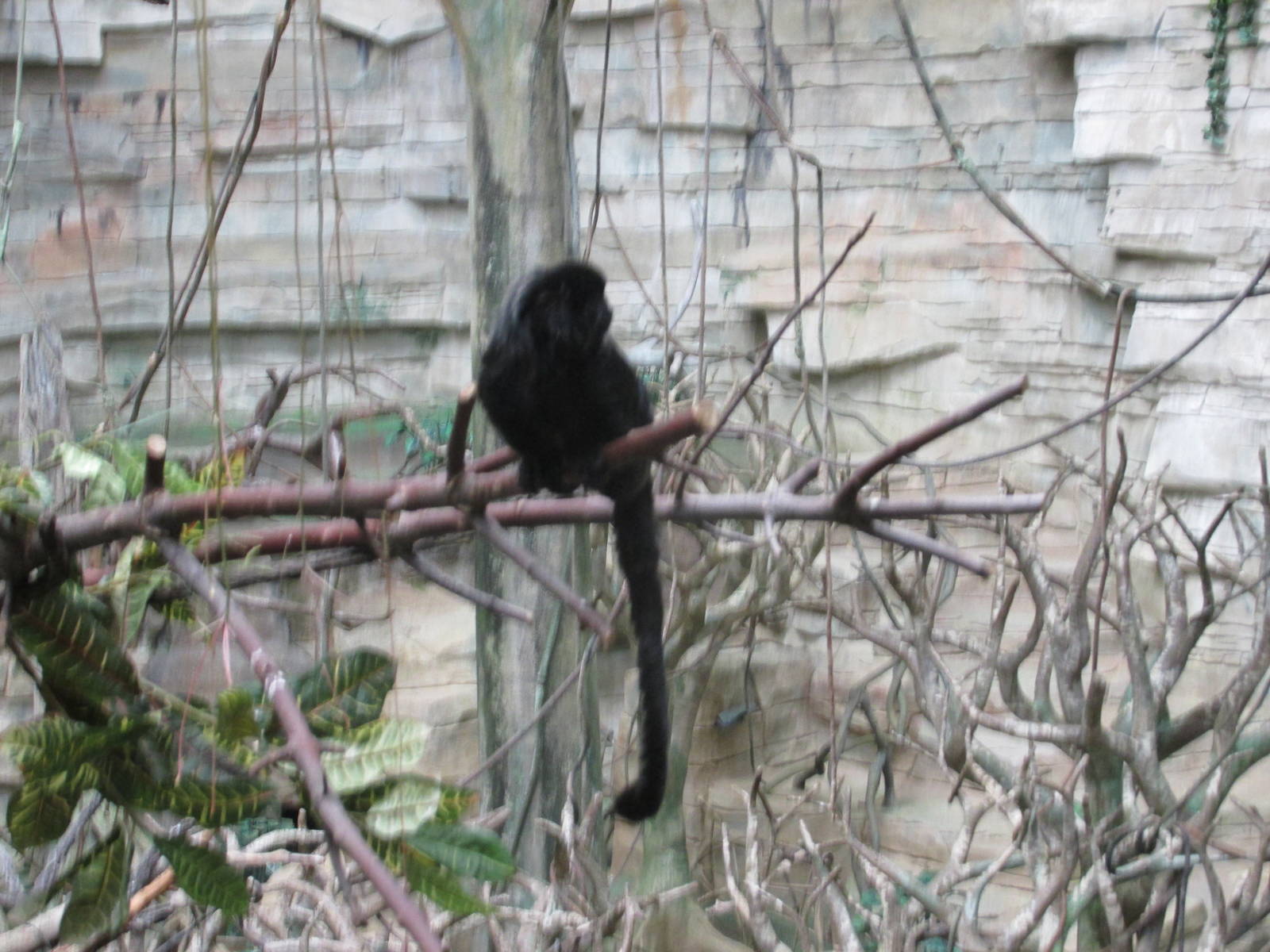 goeldi`s monkey brookfield zoo