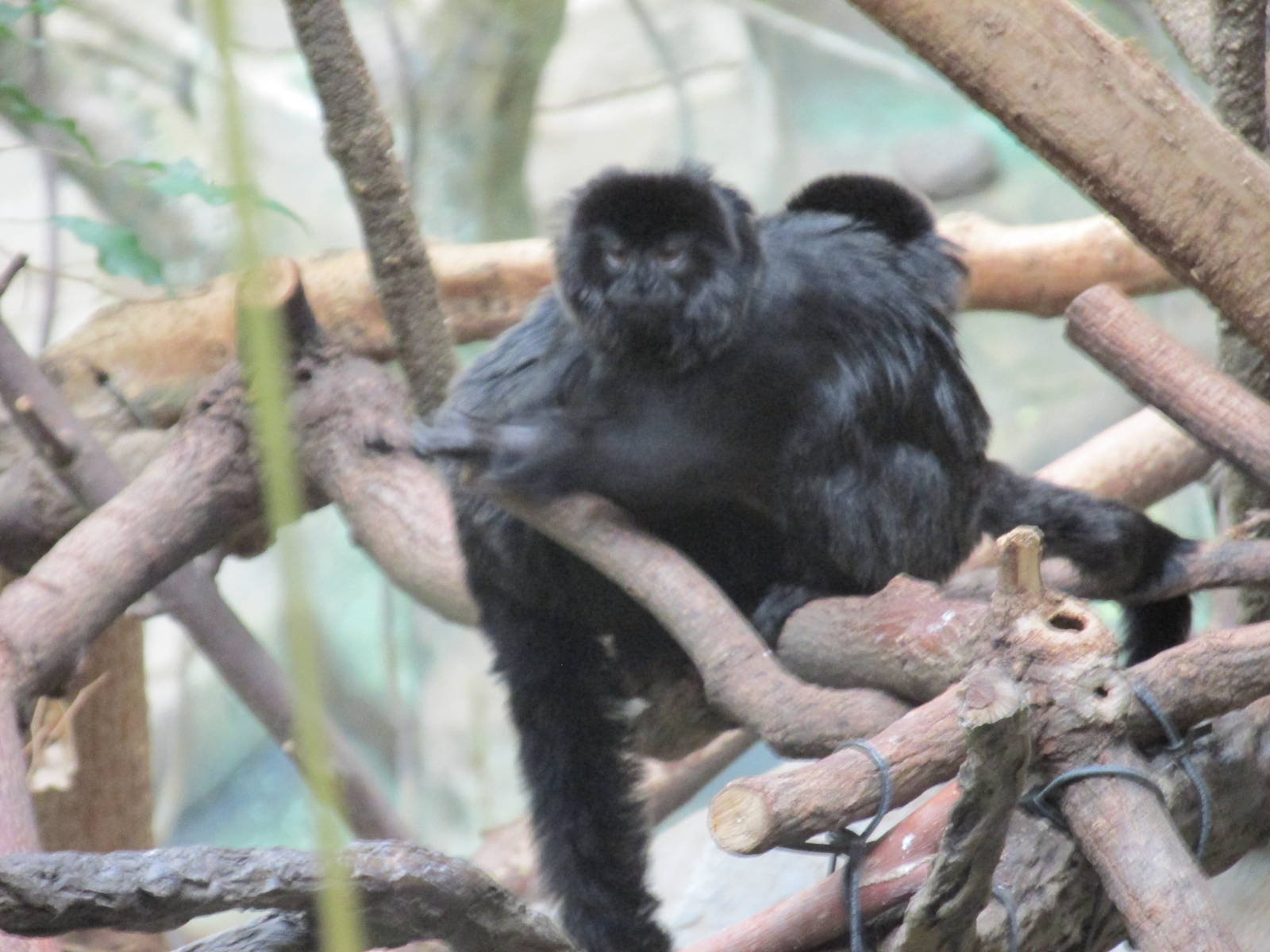 goeldi`s monkey brookfield zoo