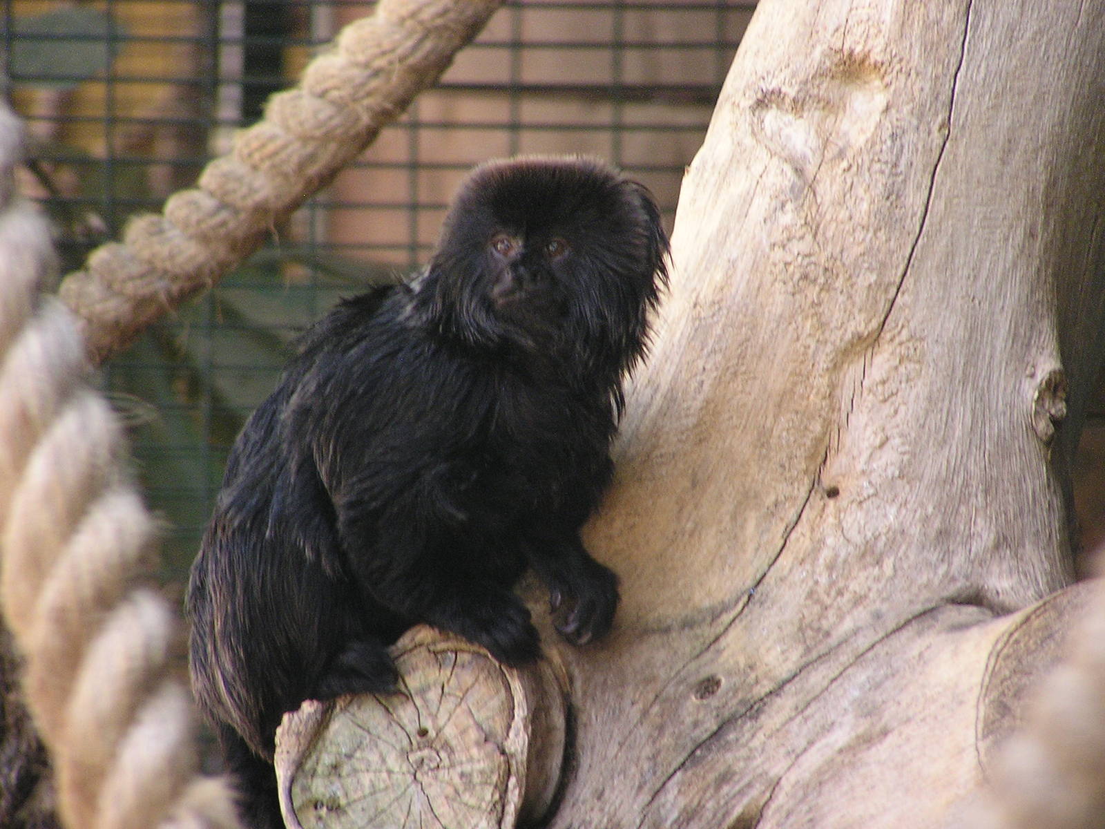 Goeldi`s monkey/ Callimico goeldii