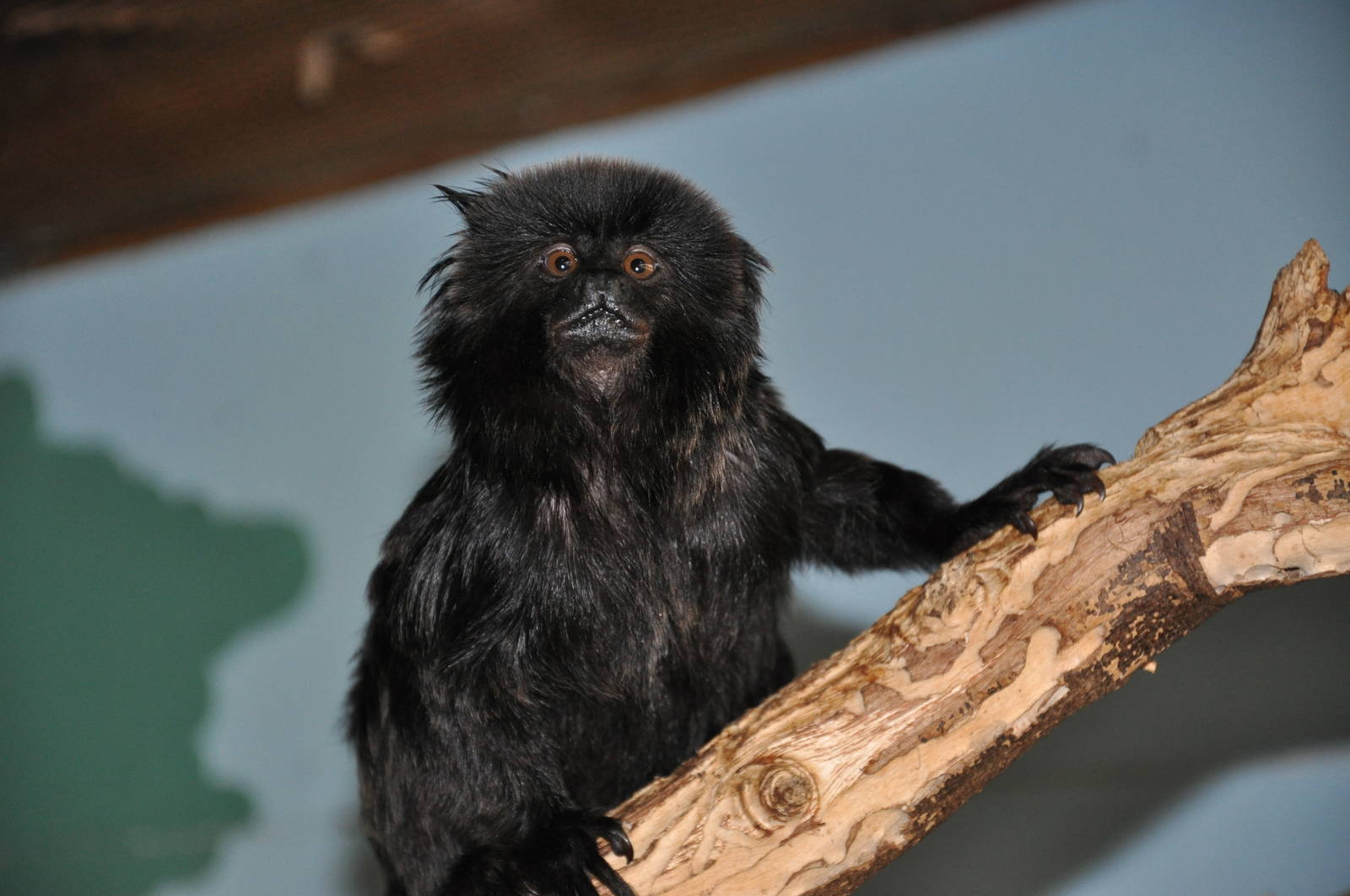 Goeldi`s monkey / Callimico goeldii