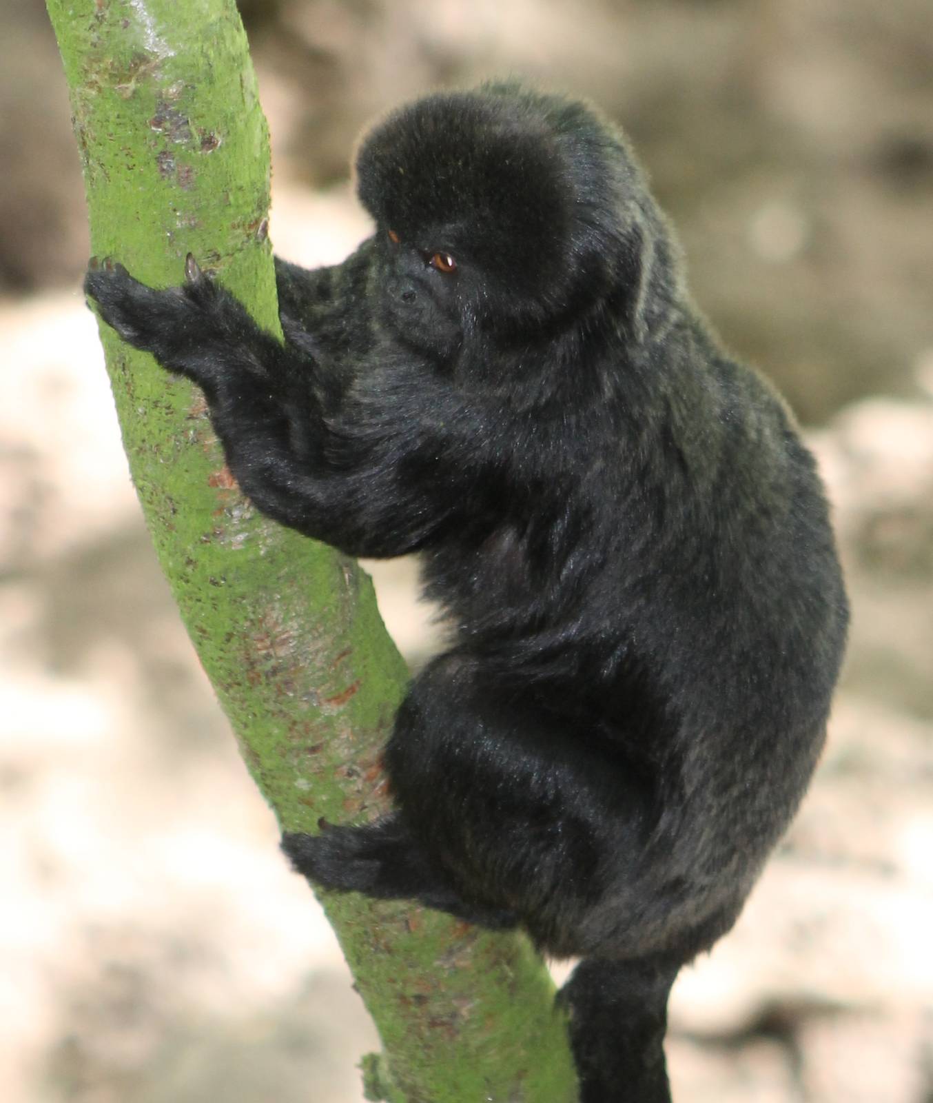 Goeldi´s monkey